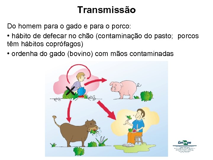 Transmissão Do homem para o gado e para o porco: • hábito de defecar