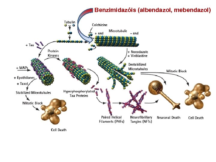 Benzimidazóis (albendazol, mebendazol) 