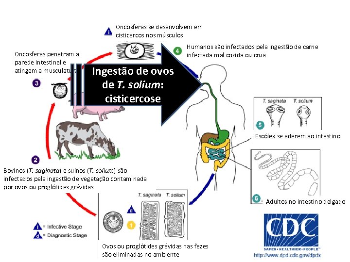 Oncosferas se desenvolvem em cisticercos nos músculos Oncosferas penetram a parede intestinal e atingem