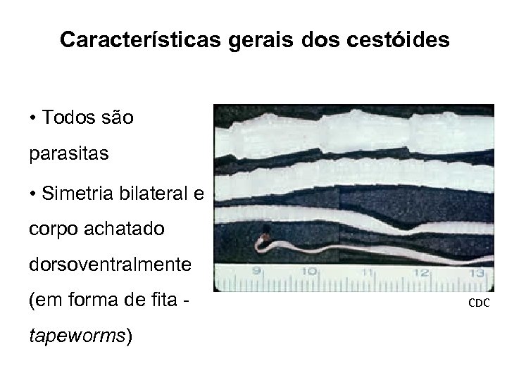 Características gerais dos cestóides • Todos são parasitas • Simetria bilateral e corpo achatado