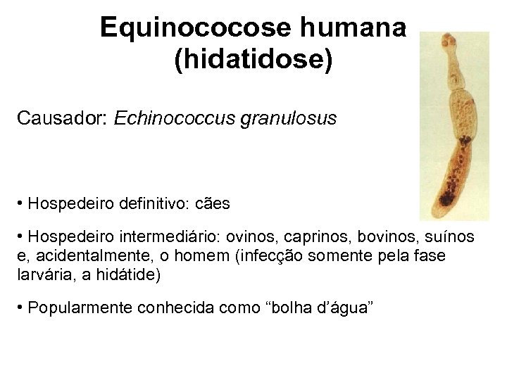 Equinococose humana (hidatidose) Causador: Echinococcus granulosus • Hospedeiro definitivo: cães • Hospedeiro intermediário: ovinos,