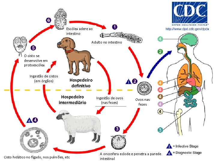 Escólex adere ao intestino Adulto no intestino O cisto se desenvolve em protoescólex Ingestão