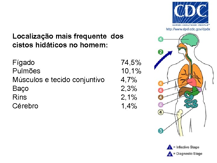 Localização mais frequente dos cistos hidáticos no homem: Fígado Pulmões Músculos e tecido conjuntivo