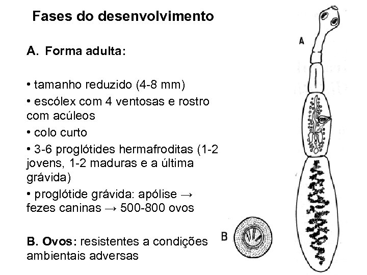 Fases do desenvolvimento A. Forma adulta: • tamanho reduzido (4 -8 mm) • escólex