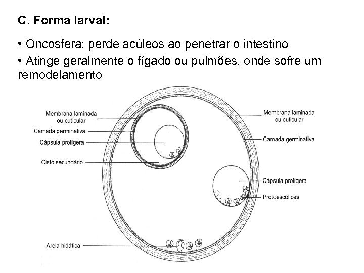 C. Forma larval: • Oncosfera: perde acúleos ao penetrar o intestino • Atinge geralmente