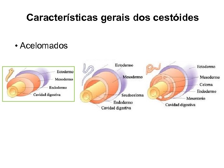 Características gerais dos cestóides • Acelomados 