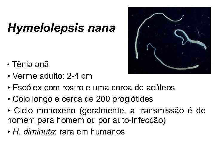 Hymelolepsis nana • Tênia anã • Verme adulto: 2 -4 cm • Escólex com