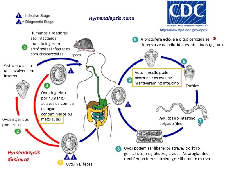 Hymenolepsis nana Humanos e roedores são infectados quando ingerem artrópodes infectados com cisticercóides Cisticercóides