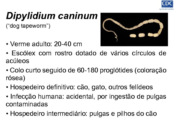 Dipylidium caninum (“dog tapeworm”) • Verme adulto: 20 -40 cm • Escólex com rostro