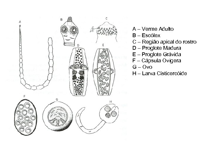 A – Verme Adulto B – Escólex C – Região apical do rostro D