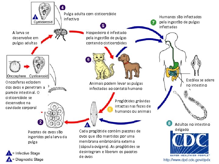 Pulga adulta com cisticercóide infectivo A larva se desenvolve em pulgas adultas Oncosferas eclodem