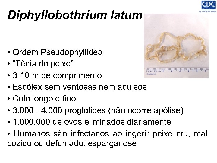 Diphyllobothrium latum • Ordem Pseudophyllidea • “Tênia do peixe” • 3 -10 m de