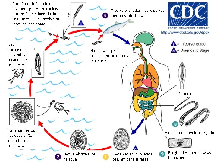 Crustáceos infectados ingeridos por peixes. A larva procercóide é liberada do crsutáceo se desenvolve