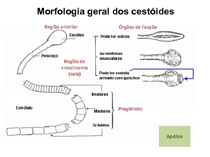 Morfologia geral dos cestóides Região anterior Órgãos de fixação Região de crescimento (colo) Proglótides