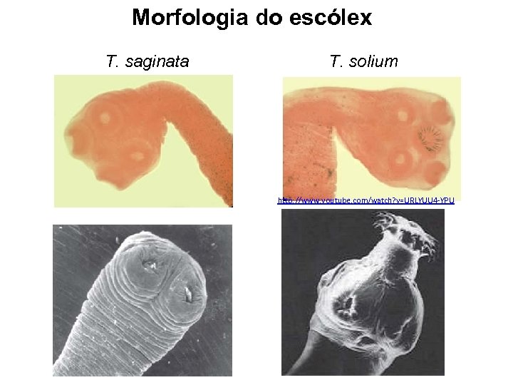 Morfologia do escólex T. saginata T. solium http: //www. youtube. com/watch? v=URLYUU 4 -YPU