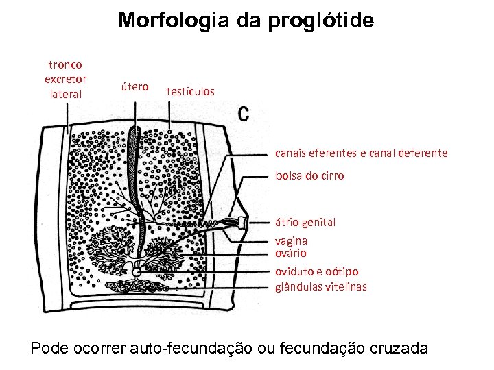 Morfologia da proglótide tronco excretor lateral útero testículos canais eferentes e canal deferente bolsa