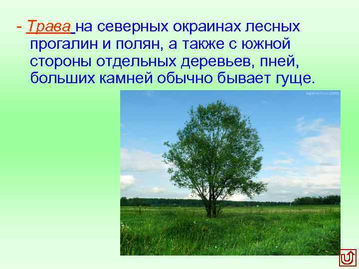  Трава на северных окраинах лесных прогалин и полян, а также с южной стороны