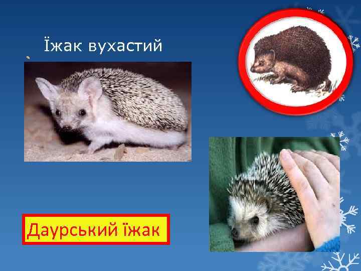 Їжак вухастий Даурський їжак 