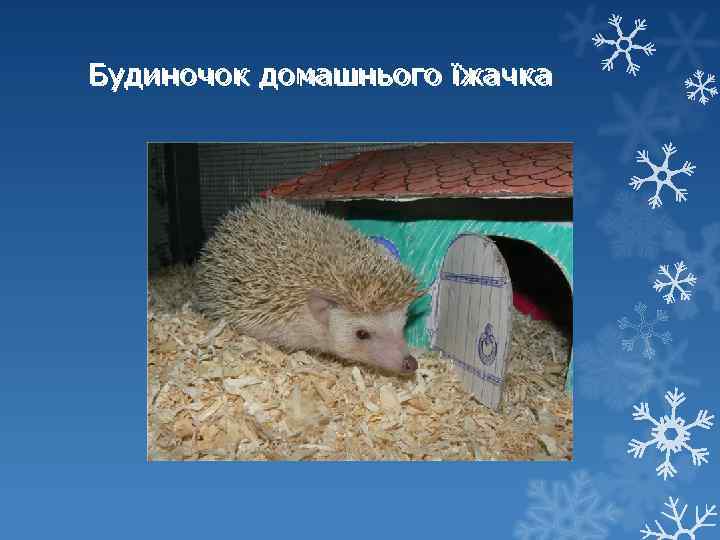 Будиночок домашнього їжачка 