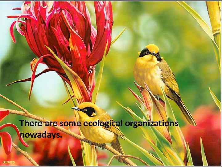 There are some ecological organizations nowadays. 