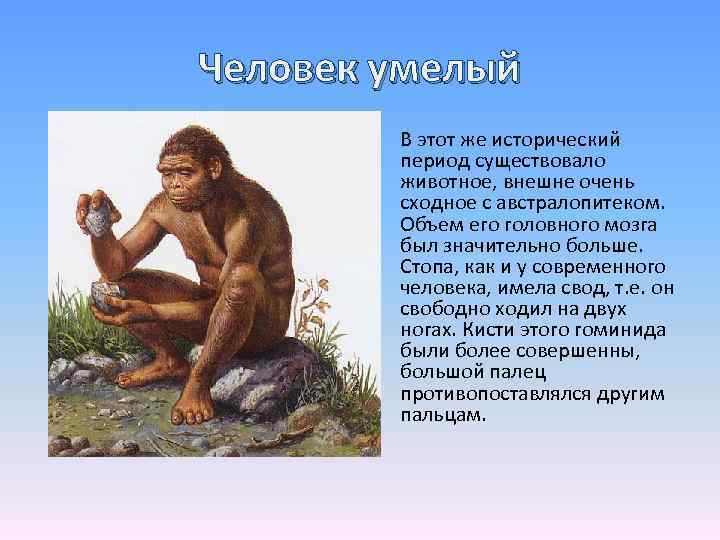 Австралопитек homo habilis