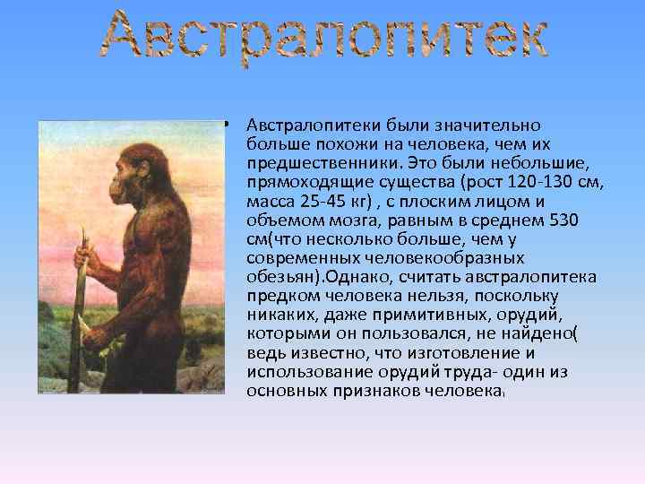  • Австралопитеки были значительно больше похожи на человека, чем их предшественники. Это были