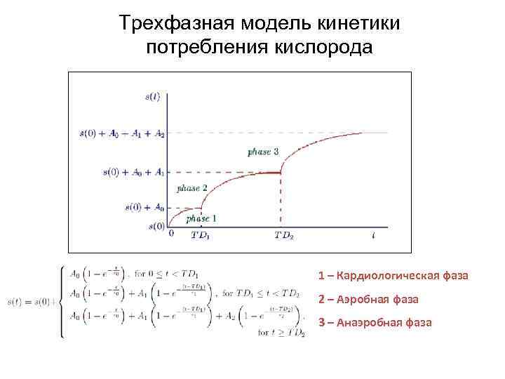 Трехфазная модель кинетики потребления кислорода 1 – Кардиологическая фаза 2 – Аэробная фаза 3