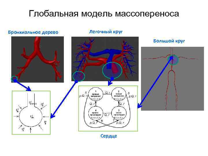 Глобальная модель массопереноса Бронхиальное дерево Легочный круг Большой круг Сердце 