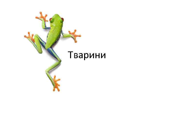 Тварини 