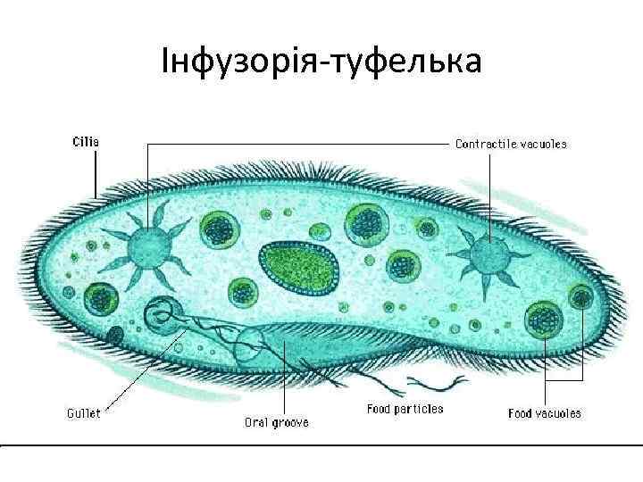 Інфузорія-туфелька 