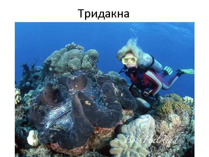 Тридакна 