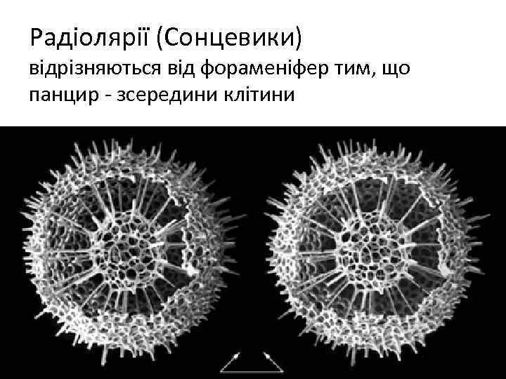 Радіолярії (Сонцевики) відрізняються від фораменіфер тим, що панцир - зсередини клітини 