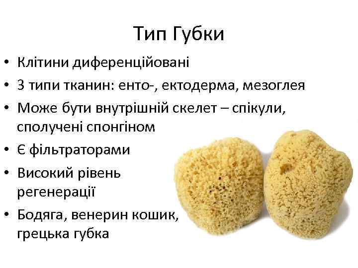 Тип Губки • Клітини диференційовані • 3 типи тканин: енто-, ектодерма, мезоглея • Може