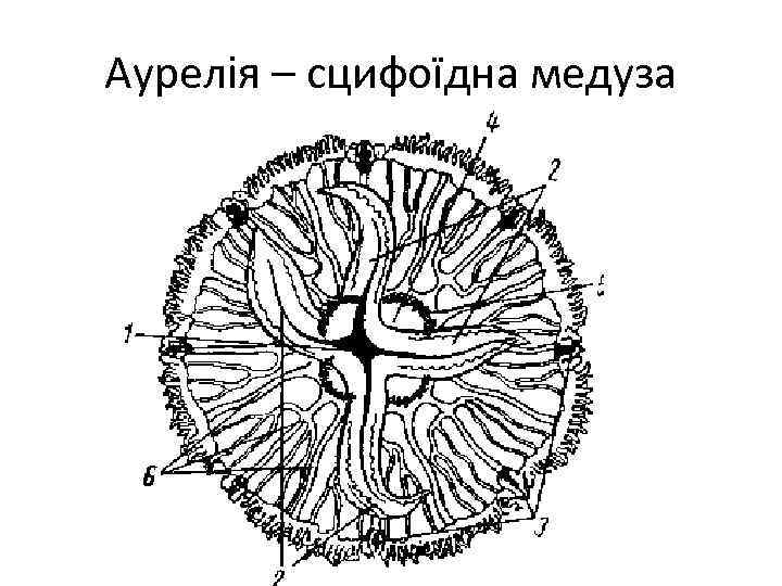 Аурелія – сцифоїдна медуза 