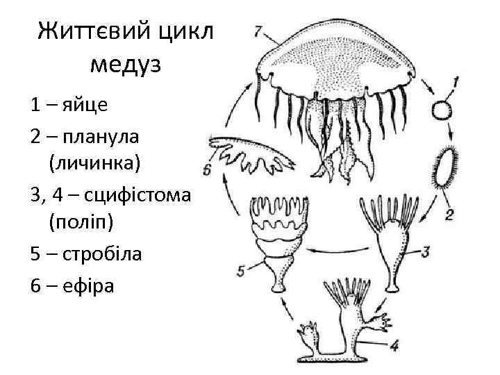 Життєвий цикл медуз 1 – яйце 2 – планула (личинка) 3, 4 – сцифістома