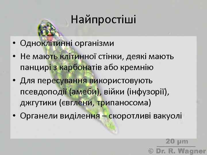 Найпростіші • Одноклітинні організми • Не мають клітинної стінки, деякі мають панцирі з карбонатів