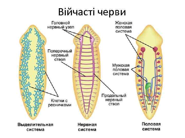 Війчасті черви 