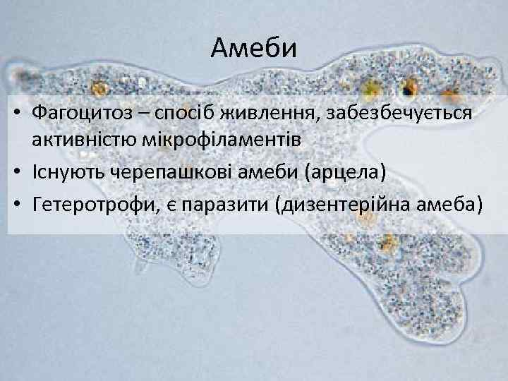 Амеби • Фагоцитоз – спосіб живлення, забезбечується активністю мікрофіламентів • Існують черепашкові амеби (арцела)