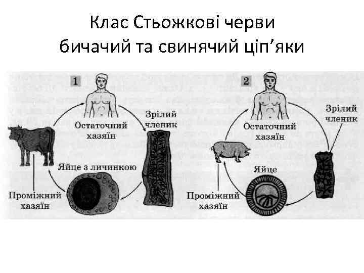 Клас Стьожкові черви бичачий та свинячий ціп’яки 