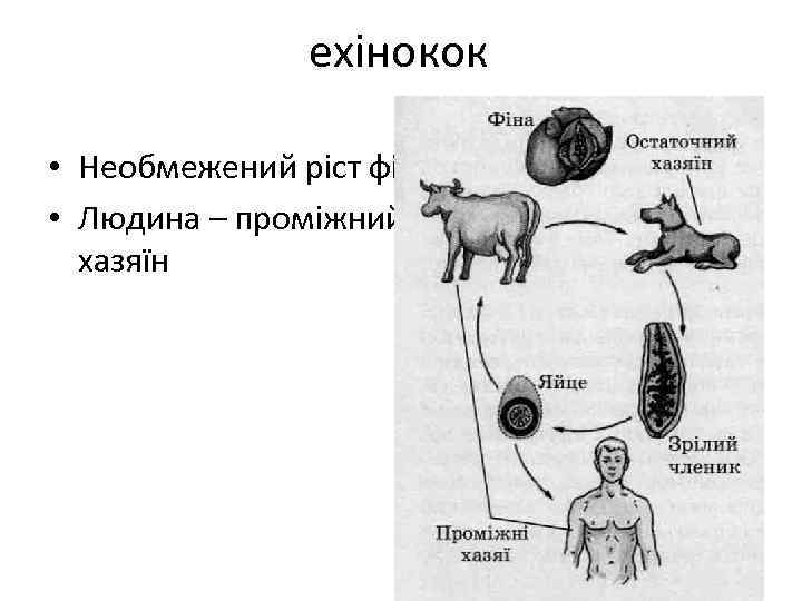 ехінокок • Необмежений ріст фіни • Людина – проміжний(!) хазяїн 