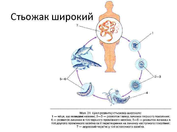 Стьожак широкий 