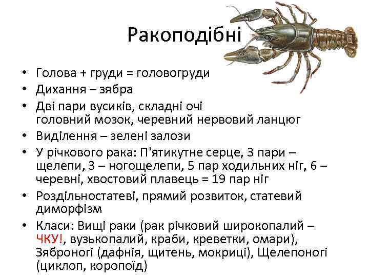 Ракоподібні • Голова + груди = головогруди • Дихання – зябра • Дві пари