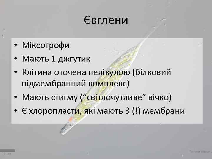 Євглени • Міксотрофи • Мають 1 джгутик • Клітина оточена пелікулою (білковий підмембранний комплекс)