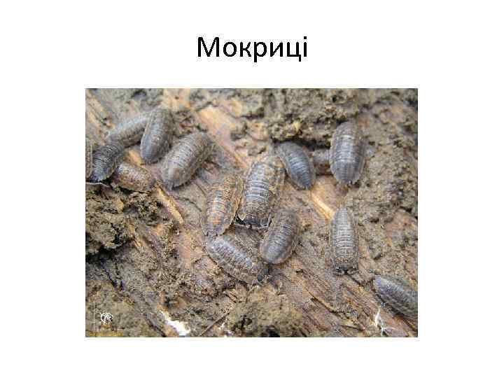 Мокриці 