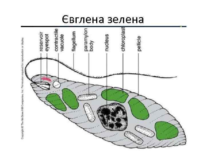 Євглена зелена 