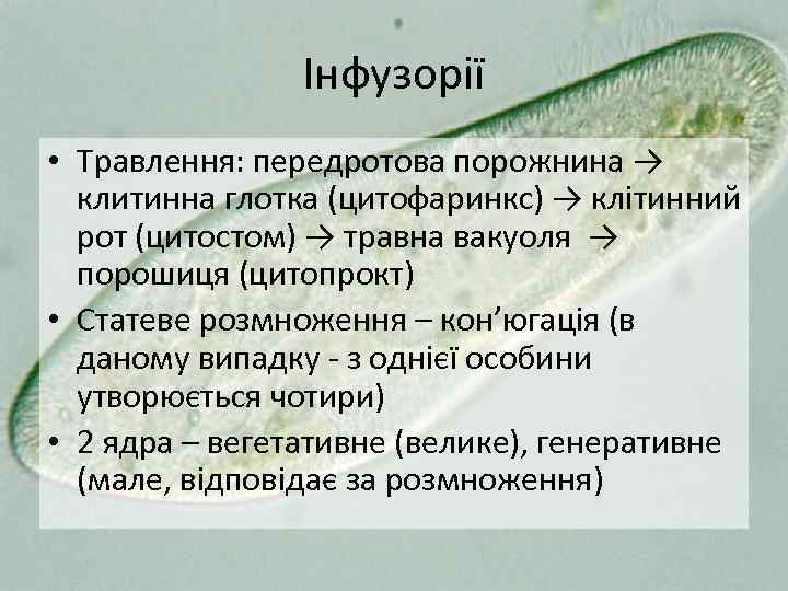 Інфузорії • Травлення: передротова порожнина → клитинна глотка (цитофаринкс) → клітинний рот (цитостом) →