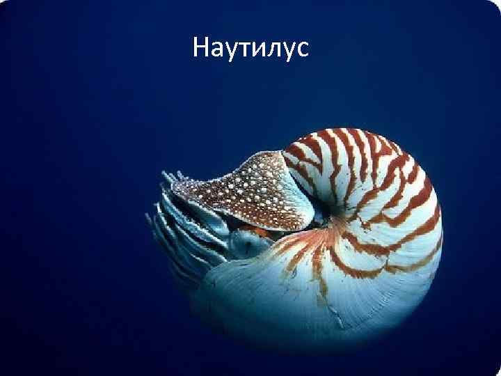 Наутилус 