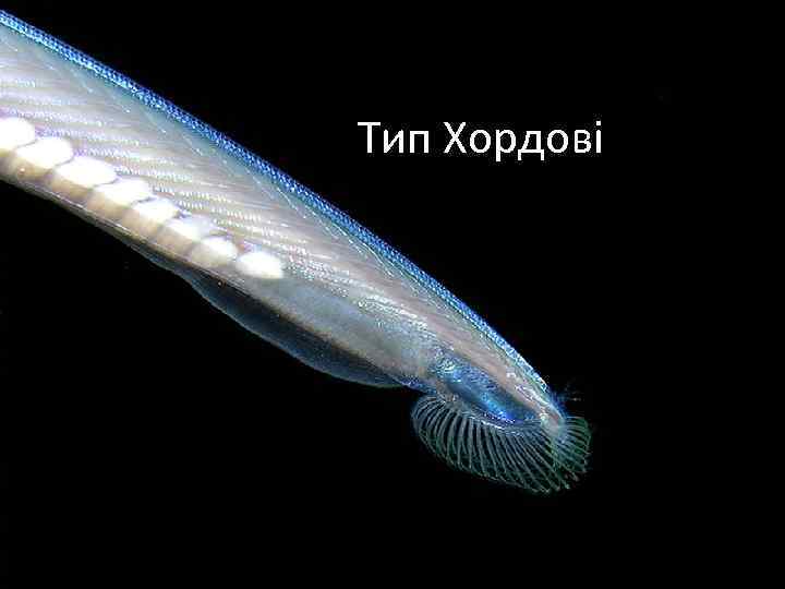 Тип Хордові 