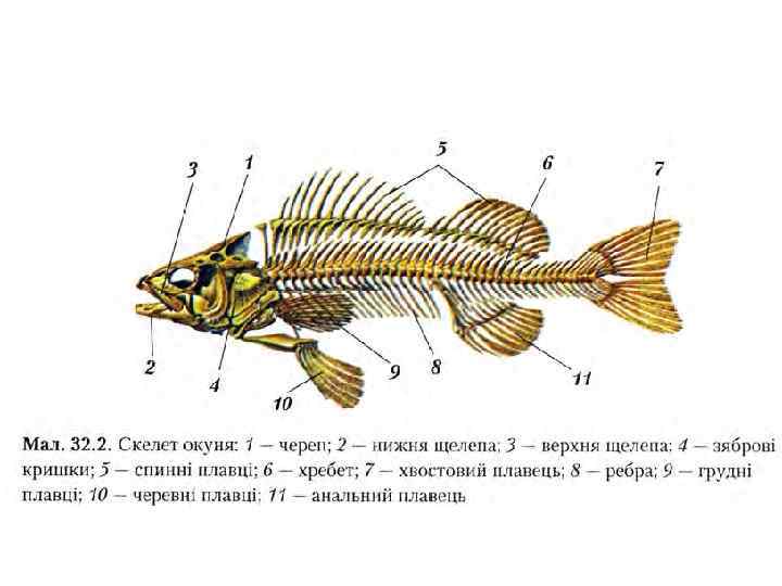 Скелет судака рисунок