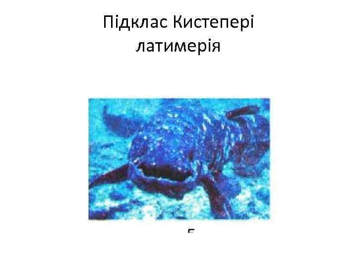 Підклас Кистепері латимерія 